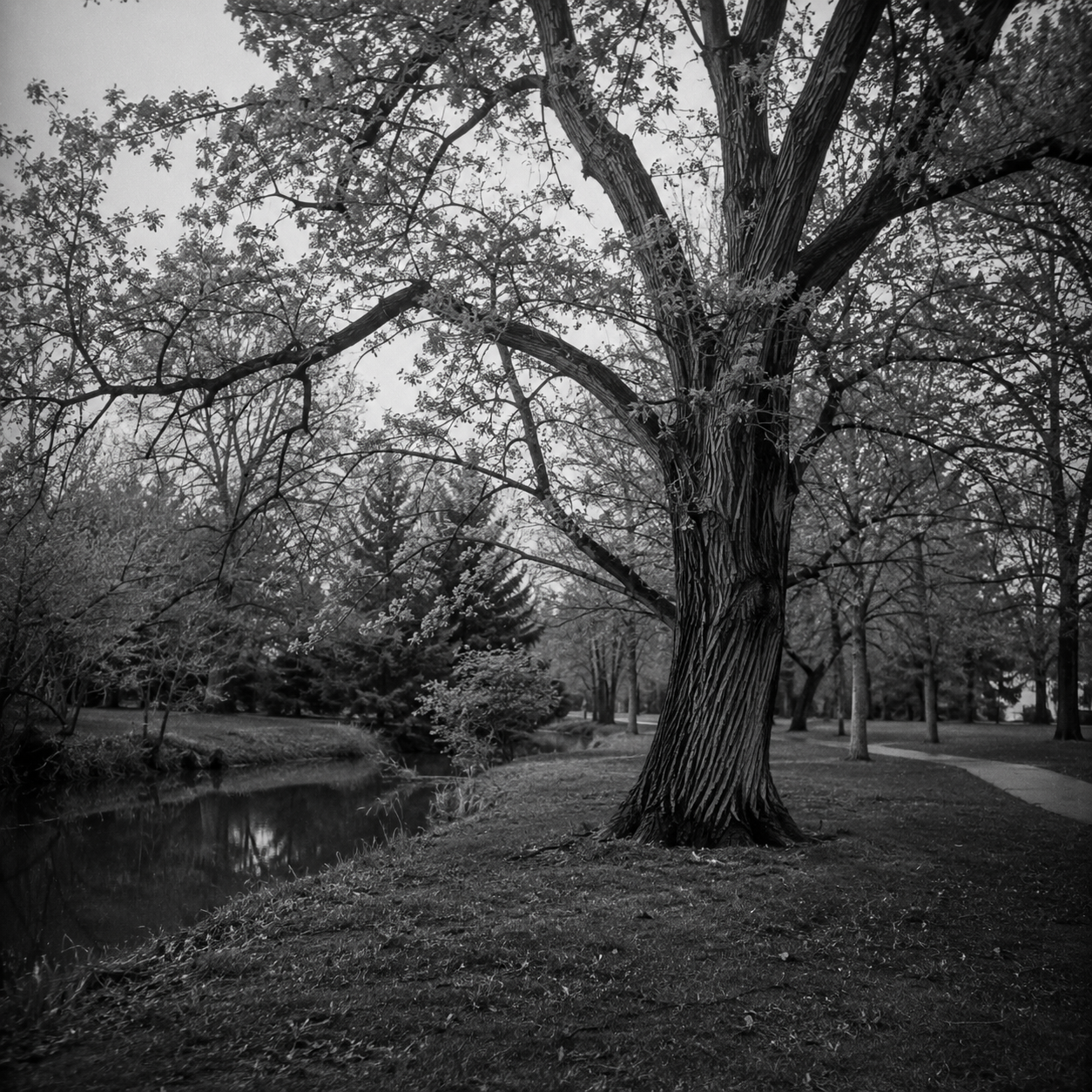 AI-generated image of a tree by a creek